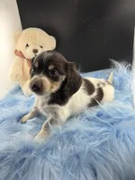 Choco, a male Dachshund for sale in Poteet, TX – 3 of 7