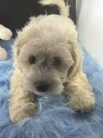 Arrow, a male Dachshund and Shih Tzu for sale in Poteet, TX – 5 of 5
