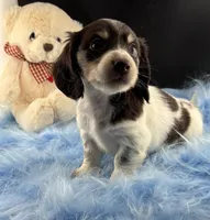 Choco, a male Dachshund for sale in Poteet, TX – 1 of 7