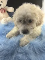 Valentine, a male Dachshund and Shih Tzu for sale in Poteet, TX – 4 of 4