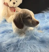 Snapple, a male Dachshund for sale in Poteet, TX – 4 of 8