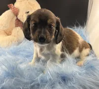 Bunker, a male Dachshund for sale in Poteet, TX – 7 of 8