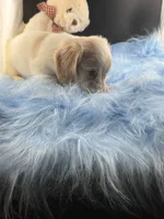 Snapple, a male Dachshund for sale in Poteet, TX – 5 of 8
