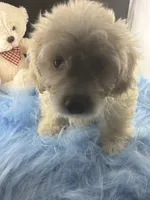 Valentine, a male Dachshund and Shih Tzu for sale in Poteet, TX – 3 of 4