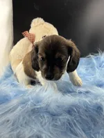 Bunker, a male Dachshund for sale in Poteet, TX – 5 of 8