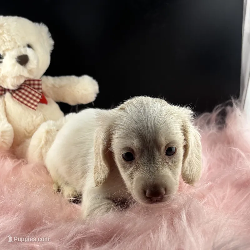 Poppie – Dachshund puppy for sale in Poteet, TX