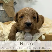 Nico, a male Miniature Goldendoodle for sale in Watertown, NY – 2 of 2