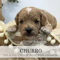 Churro , a male Miniature Goldendoodle for sale in Watertown, NY – 2 of 3