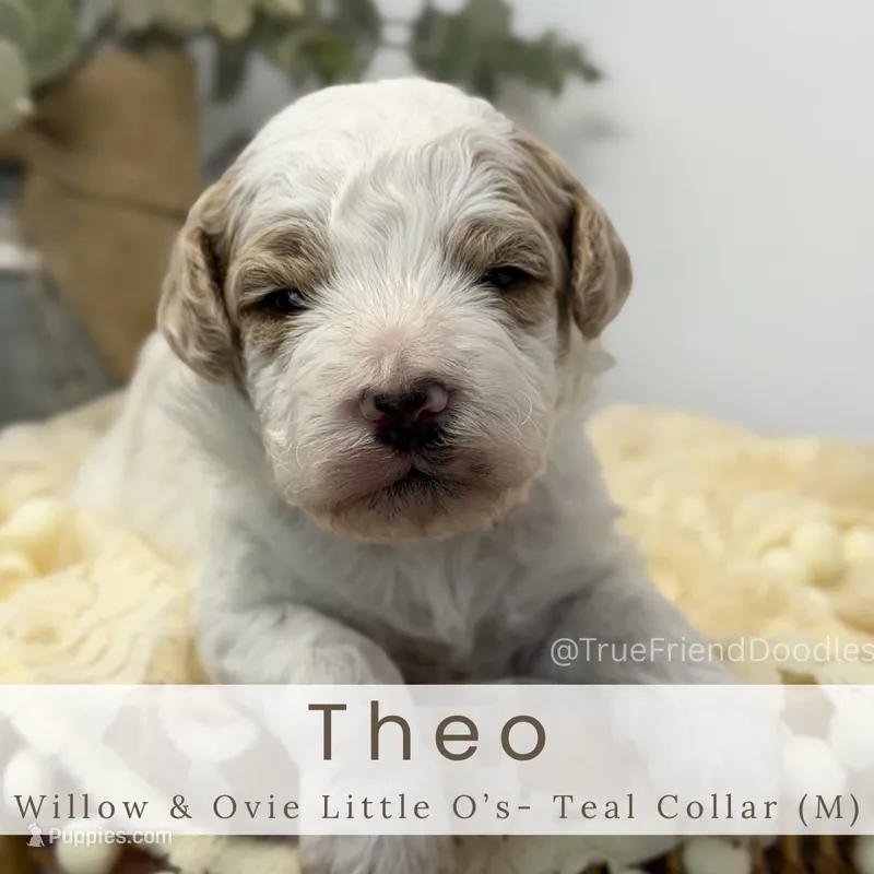 THEO  – Miniature Goldendoodle puppy for sale in Watertown, NY