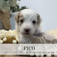 Pico , a male Miniature Goldendoodle for sale in Watertown, NY – 2 of 3
