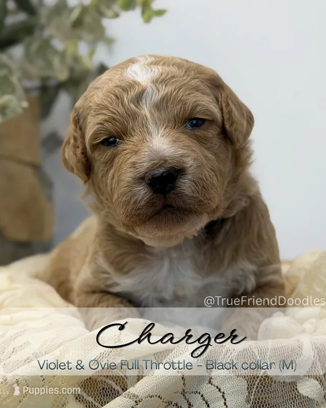 Charger – Miniature Goldendoodle puppy for sale in Watertown, NY