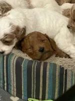 SOMBRERO, a male Miniature Goldendoodle for sale in Watertown, NY – 4 of 9