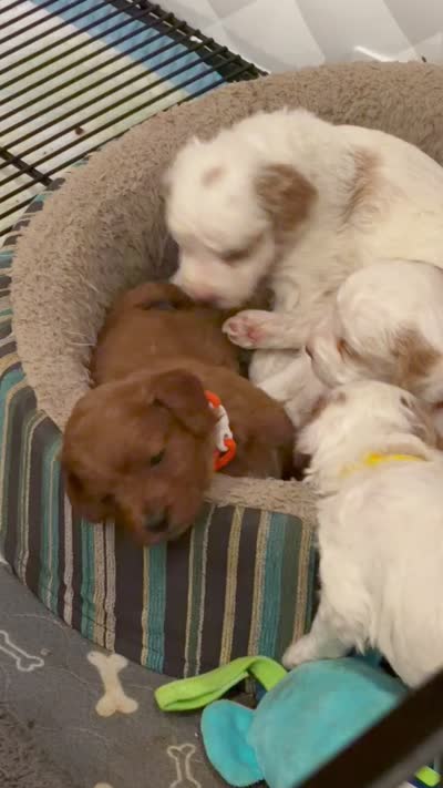 SOMBRERO, a male Miniature Goldendoodle for sale in Watertown, NY – 8 of 9