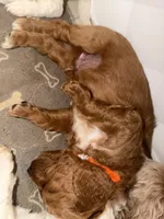 SOMBRERO, a male Miniature Goldendoodle for sale in Watertown, NY – 7 of 9