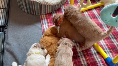 Pico , a male Miniature Goldendoodle for sale in Watertown, NY – 3 of 3