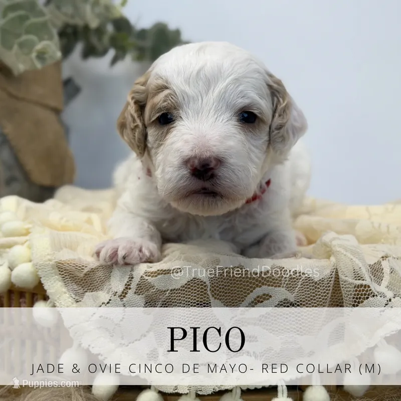 Pico  – Miniature Goldendoodle puppy for sale in Watertown, NY