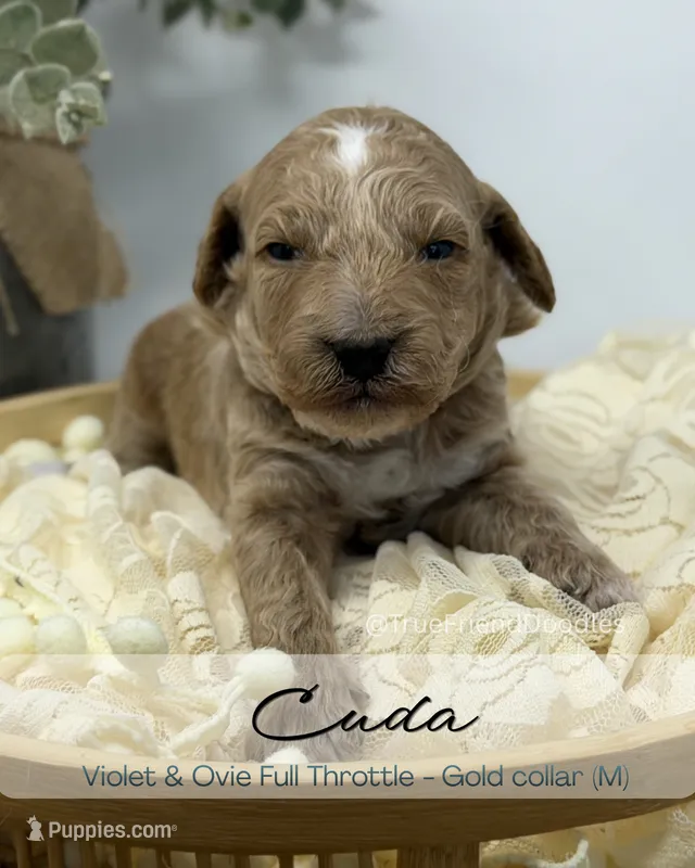 Cuda – Miniature Goldendoodle puppy for sale in Watertown, NY