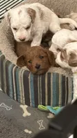 SOMBRERO, a male Miniature Goldendoodle for sale in Watertown, NY – 3 of 9