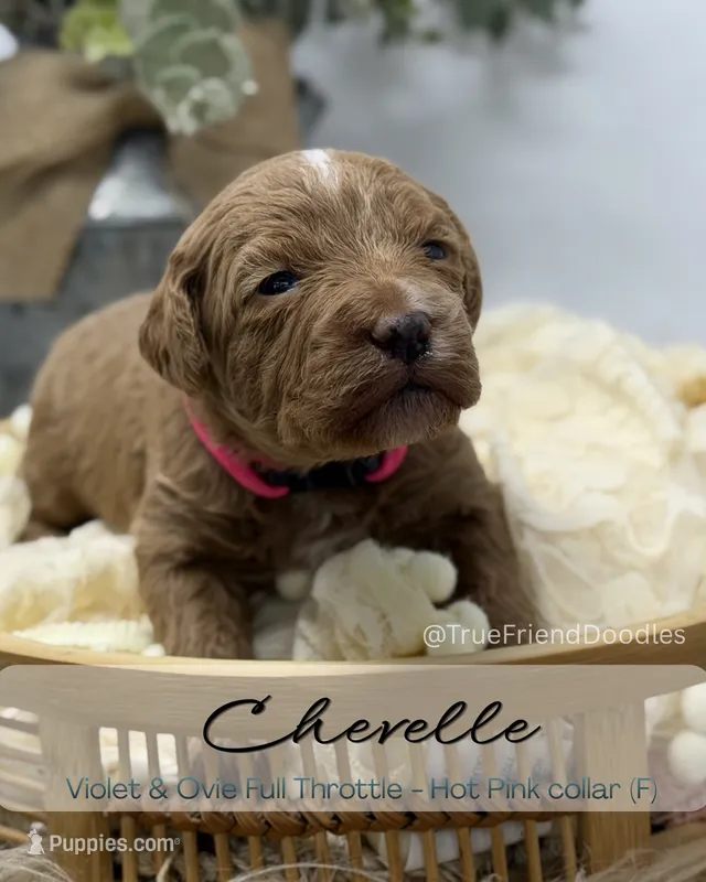 Chevelle  – Miniature Goldendoodle puppy for sale in Watertown, NY