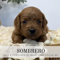 SOMBRERO, a male Miniature Goldendoodle for sale in Watertown, NY – 2 of 9