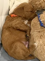 SOMBRERO, a male Miniature Goldendoodle for sale in Watertown, NY – 5 of 9