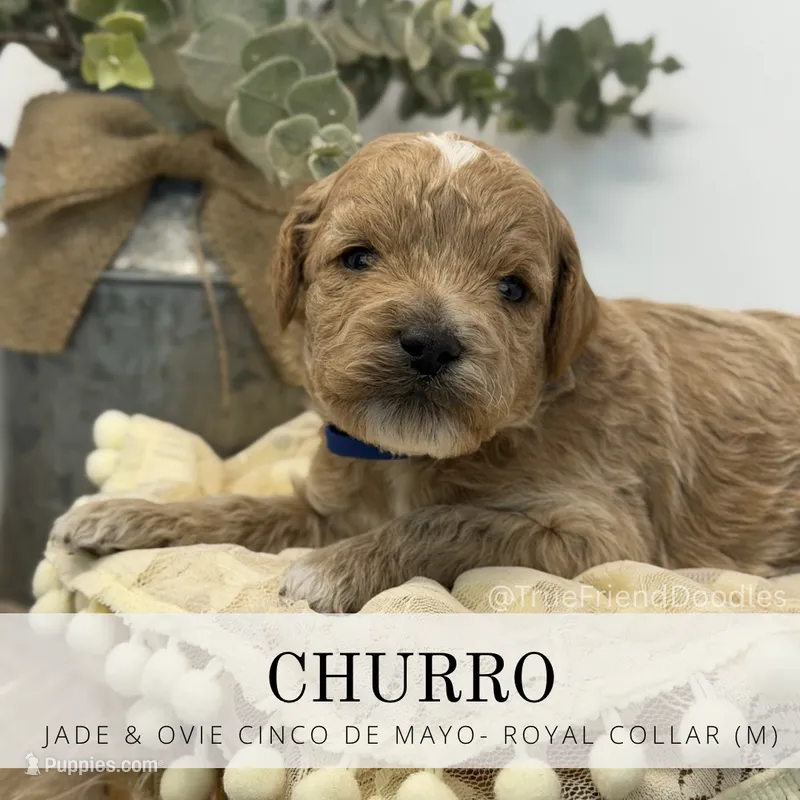 Churro  – Miniature Goldendoodle puppy for sale in Watertown, NY