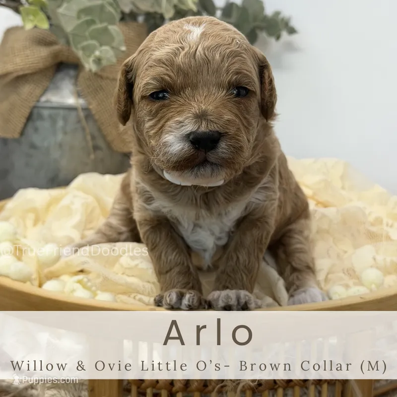 Arlo – Miniature Goldendoodle puppy for sale in Watertown, NY