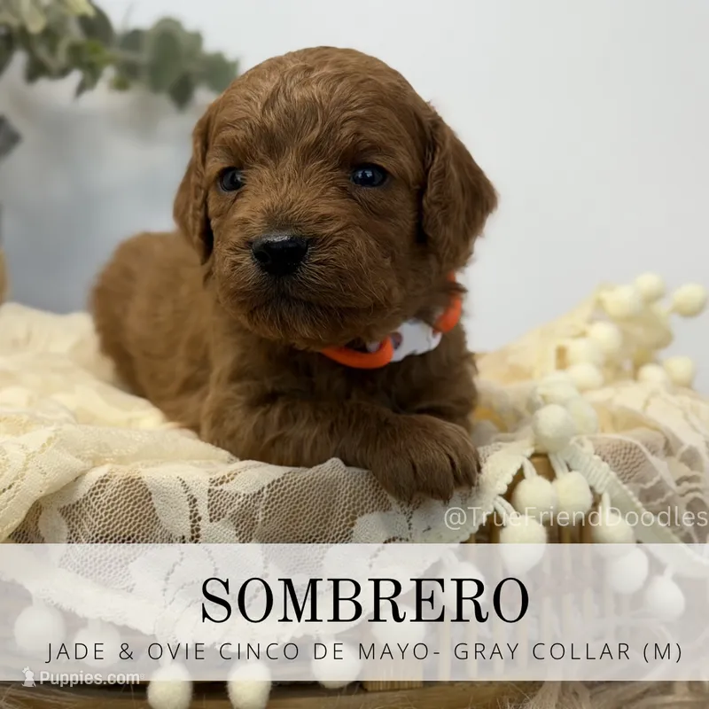 SOMBRERO – Miniature Goldendoodle puppy for sale in Watertown, NY