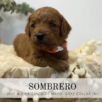 SOMBRERO, a male Miniature Goldendoodle for sale in Watertown, NY – 1 of 9