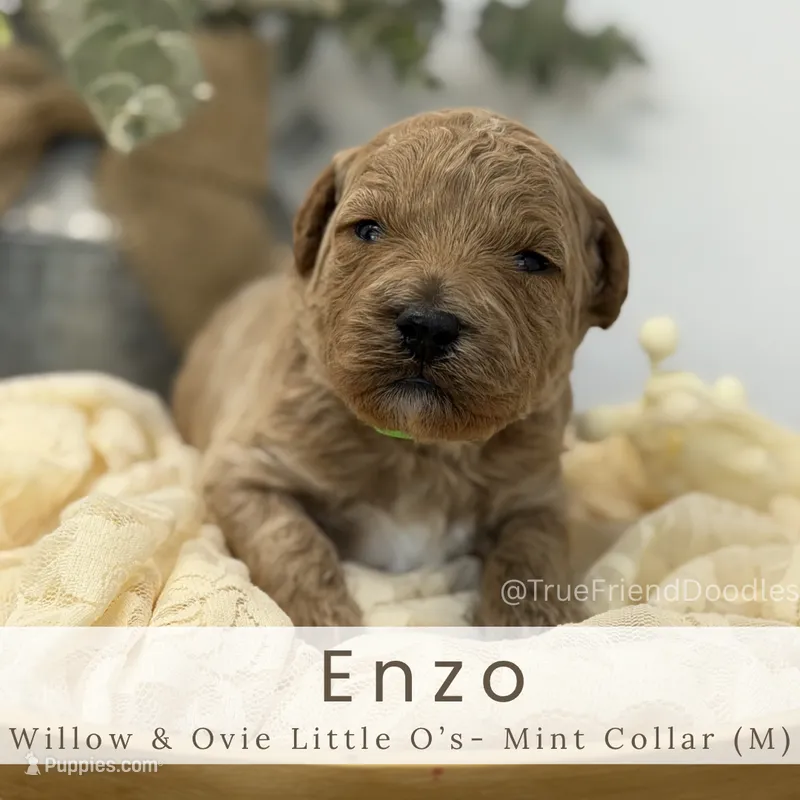 Enzo – Miniature Goldendoodle puppy for sale in Watertown, NY