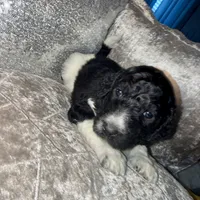 S’mores, a male Goldendoodle for sale in Hampton, VA – Photo 1 of 4