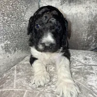 S’mores, a male Goldendoodle for sale in Hampton, VA – Photo 2 of 4