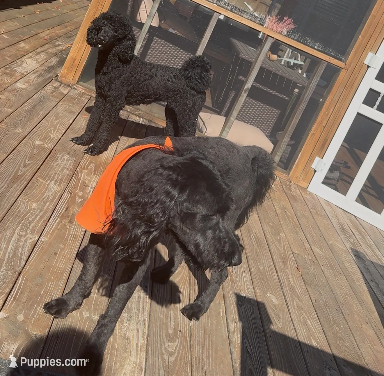 S’mores, a male Goldendoodle for sale in Hampton, VA – Photo 4 of 4