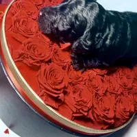 Cocoa, a female Goldendoodle for sale in Hampton, VA – 2 of 4