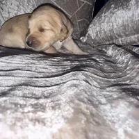 Cannoli , a female Goldendoodle for sale in Hampton, VA – 3 of 4