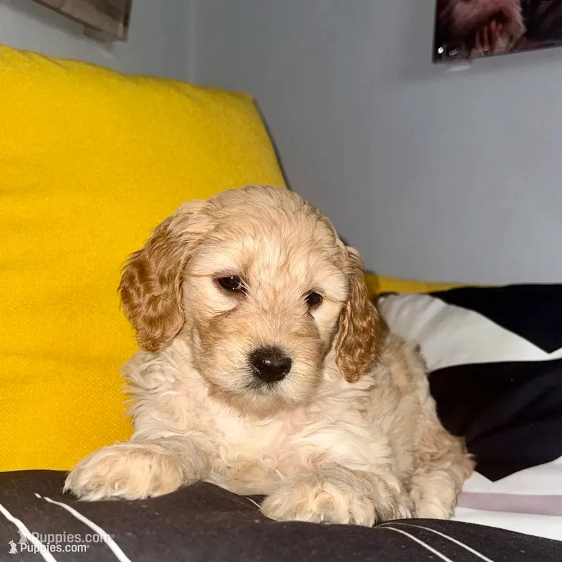 Cannoli  – Goldendoodle puppy for sale in Hampton, VA