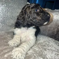 Cookies n Cream, a male Goldendoodle for sale in Hampton, VA – Photo 4 of 6