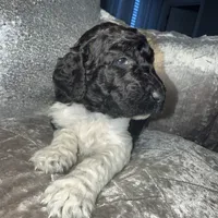 Cookies n Cream, a male Goldendoodle for sale in Hampton, VA – Photo 5 of 6