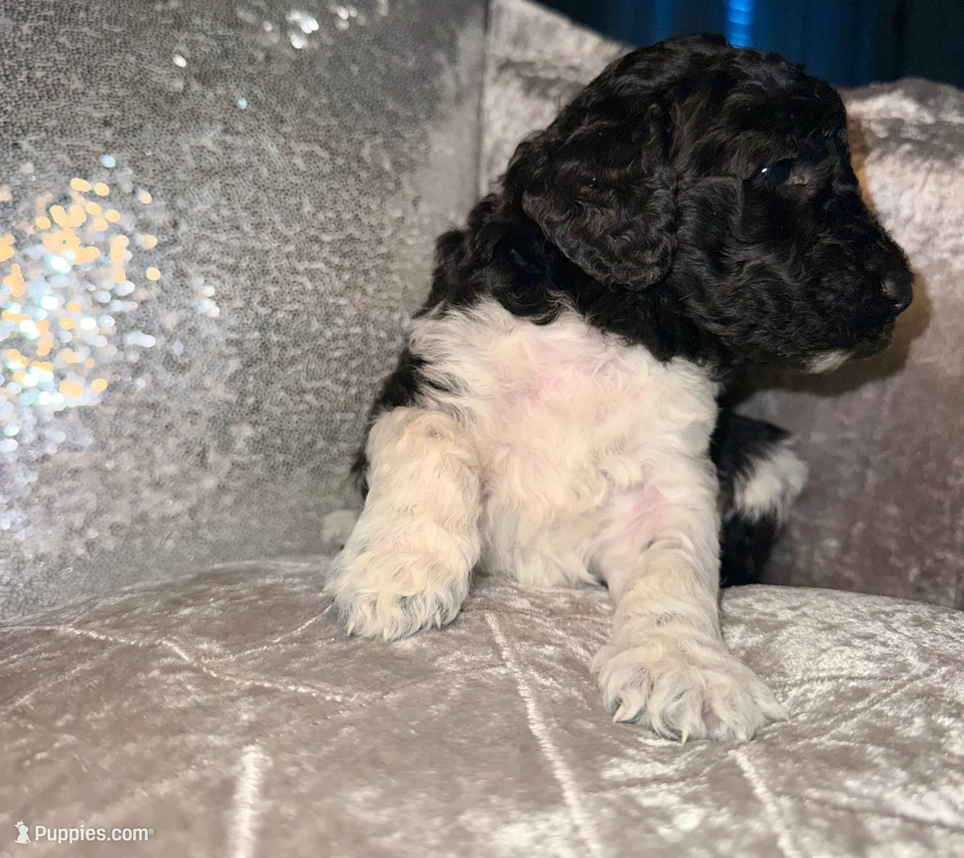 Cookies n Cream, a male Goldendoodle for sale in Hampton, VA – Photo 3 of 6