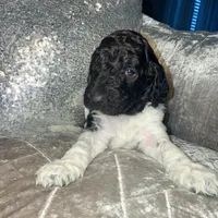 Cookies n Cream, a male Goldendoodle for sale in Hampton, VA – Photo 1 of 6