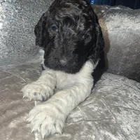 Cookies n Cream, a male Goldendoodle for sale in Hampton, VA – Photo 2 of 6