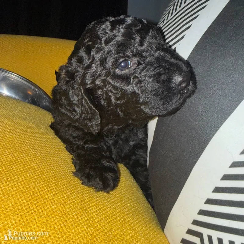 Cocoa – Goldendoodle puppy for sale in Hampton, VA