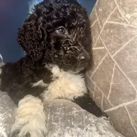 Rolo, a male Goldendoodle for sale in Hampton, VA – Photo 1 of 8