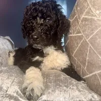 Rolo, a male Goldendoodle for sale in Hampton, VA – Photo 2 of 8