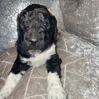 Rolo, a male Goldendoodle for sale in Hampton, VA – Photo 5 of 8