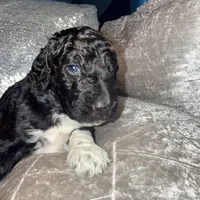 Rolo, a male Goldendoodle for sale in Hampton, VA – Photo 4 of 6