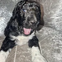 Rolo, a male Goldendoodle for sale in Hampton, VA – Photo 4 of 8