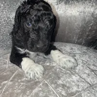 Rolo, a male Goldendoodle for sale in Hampton, VA – Photo 7 of 8