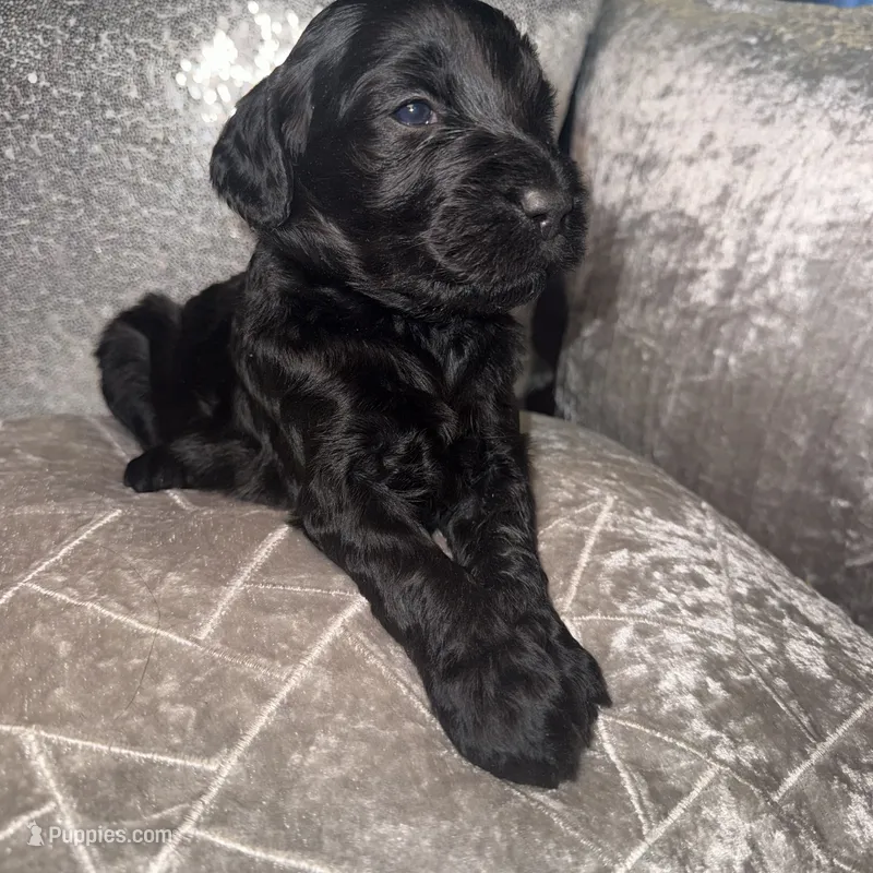Fudge – Goldendoodle puppy on hold in Hampton, VA