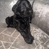 Fudge, a male Goldendoodle for sale in Hampton, VA – 1 of 3